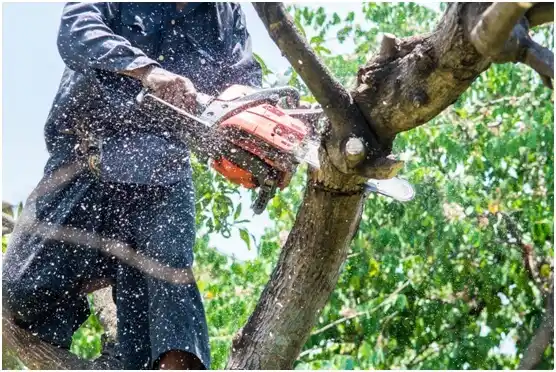 tree services Maywood Park